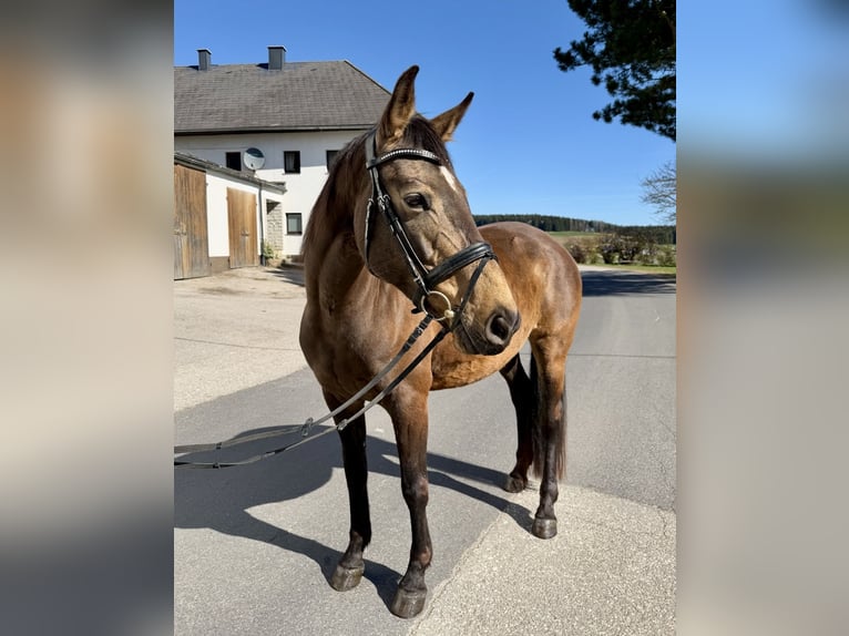 Slovak Warmblood Mare 8 years 15.2 hh  in Pelmberg