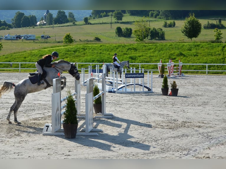 Slovak Warmblood Mare 8 years 16.1 hh Grey in Ústecký kraj