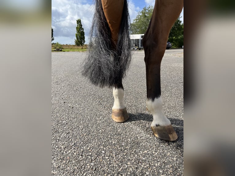 Slovak Warmblood Mare 8 years 16 hh Brown in Bocholt