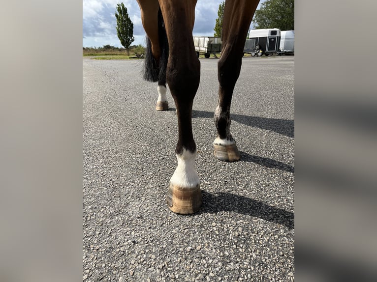 Slovak Warmblood Mare 8 years 16 hh Brown in Bocholt