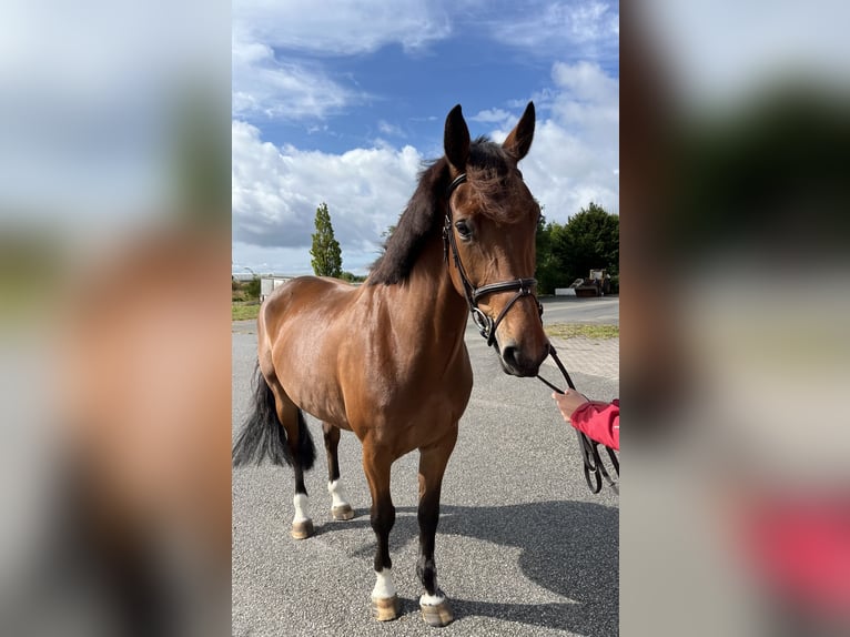 Slovak Warmblood Mare 8 years 16 hh Brown in Bocholt