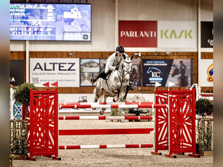 Slovak Warmblood Mare 9 years 16.2 hh Grey in Lower Sparr Farm Wisborough Green, Billingshurst