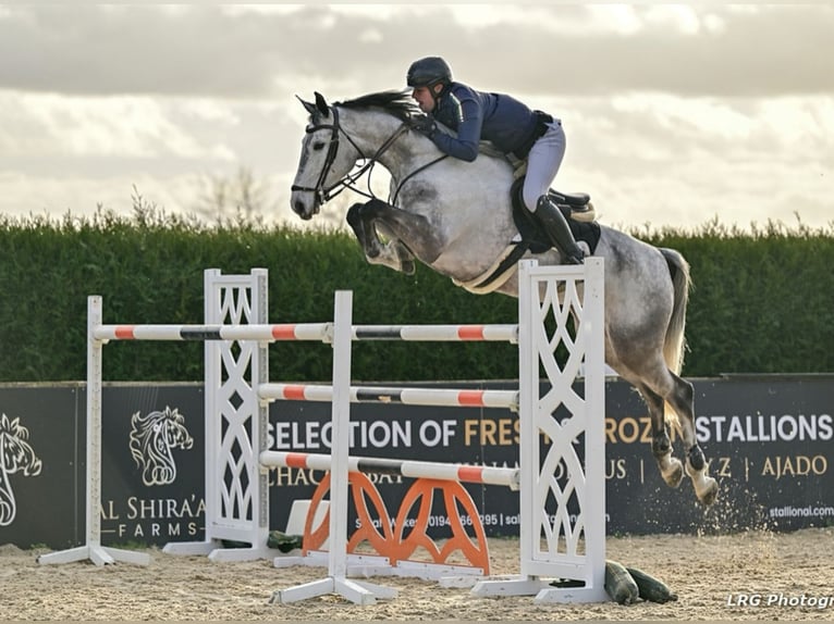 Slovak Warmblood Mare 9 years 16.2 hh Grey in Lower Sparr Farm Wisborough Green, Billingshurst
