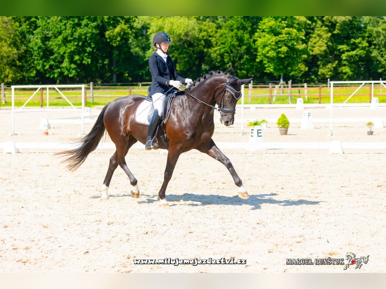 Slovak Warmblood Mare 9 years 16,3 hh Black in Destne