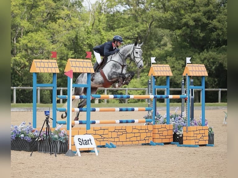 Slovak Warmblood Mare 9 years 16,2 hh Grey in Lower Sparr Farm Wisborough Green, Billingshurst