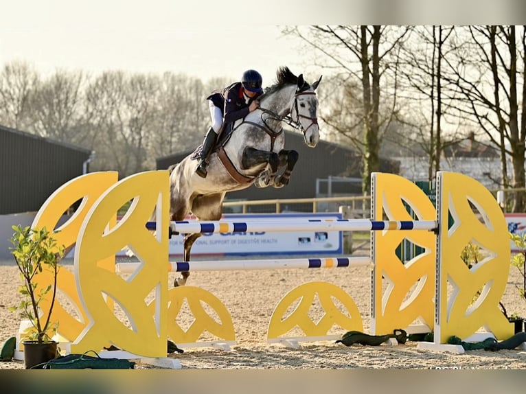 Slovak Warmblood Mare 9 years 16,2 hh Grey in Lower Sparr Farm Wisborough Green, Billingshurst