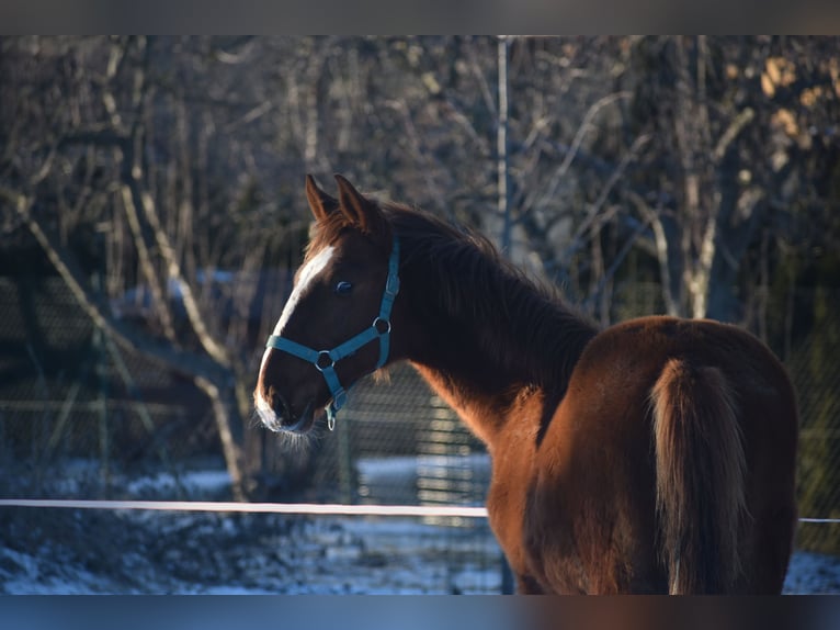 Slovak Warmblood Stallion 1 year 16 hh Chestnut-Red in Deblov