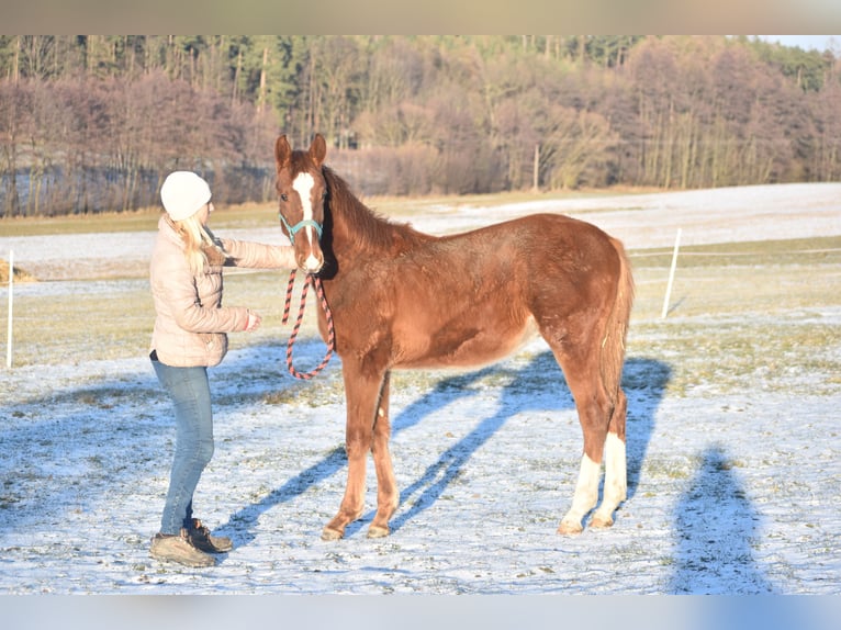 Slovak Warmblood Stallion 1 year 16 hh Chestnut-Red in Deblov