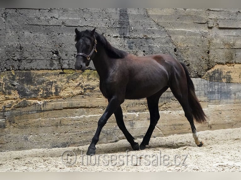 Slovak Warmblood Stallion 2 years 15,1 hh Black in Votice