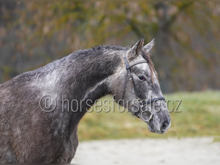 Slovak Warmblood Stallion 5 years 16 hh Grey in Veseli nad Luznici