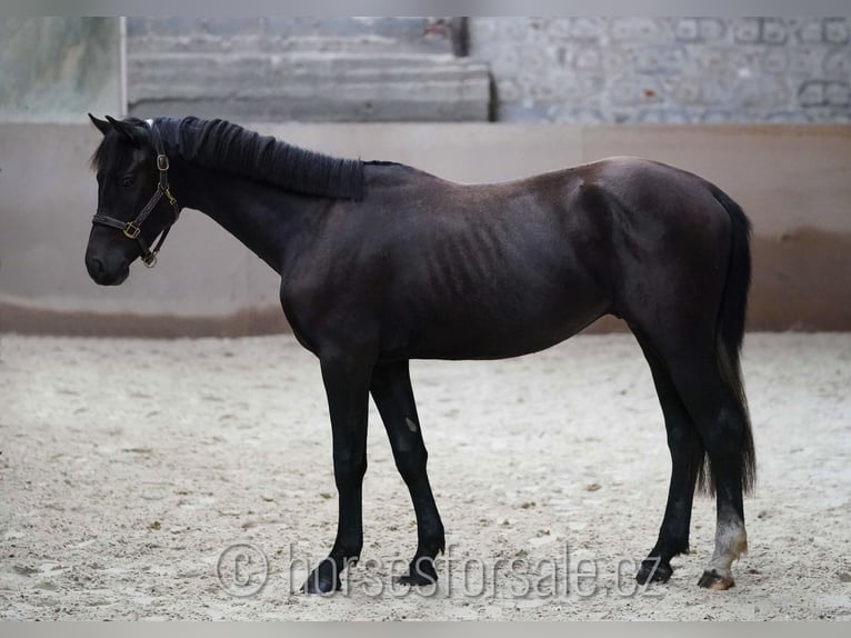 Slovakiskt varmblod Hingst 2 år 157 cm Svart in Votice