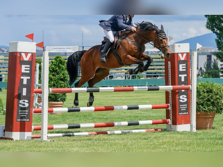 Slovakiskt varmblod Valack 8 år 162 cm in Prešov