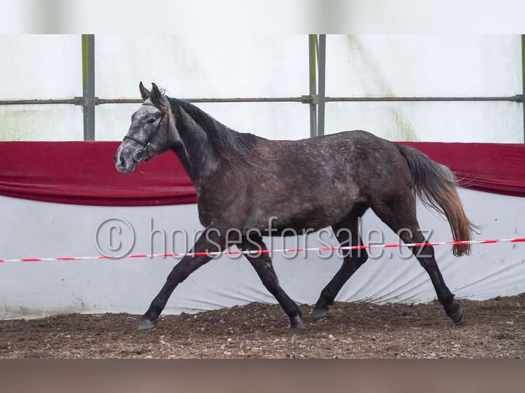 Slowaaks warmbloed Hengst 5 Jaar 165 cm Schimmel in Veseli nad Luznici