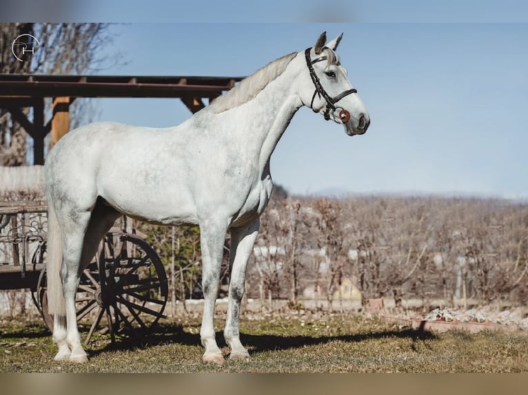Slowaaks warmbloed Merrie 10 Jaar 165 cm Schimmel in Košice