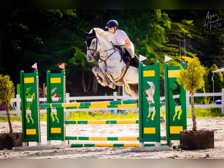 Slowaaks warmbloed Merrie 10 Jaar 165 cm Schimmel in Košice