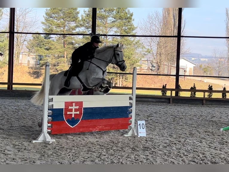 Slowaaks warmbloed Merrie 10 Jaar 165 cm Schimmel in Košice