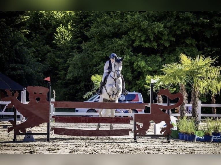 Slowaaks warmbloed Merrie 10 Jaar 165 cm Schimmel in Košice