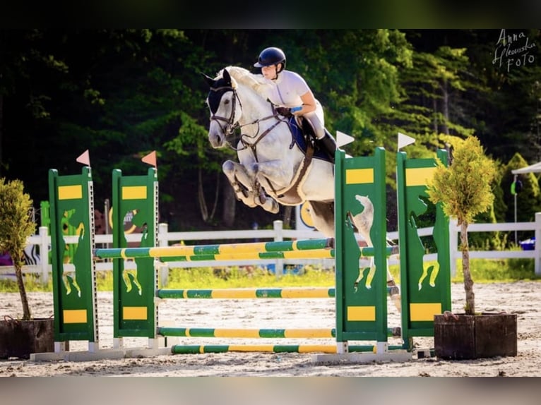 Slowaaks warmbloed Merrie 10 Jaar 165 cm Schimmel in Košice