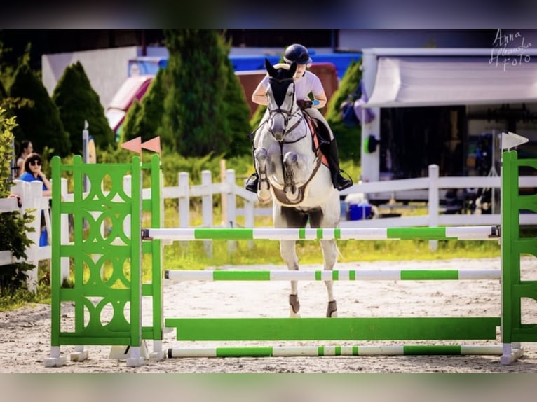 Slowaaks warmbloed Merrie 10 Jaar 165 cm Schimmel in Košice