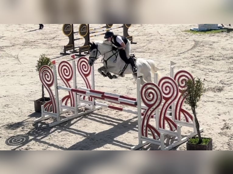 Slowaaks warmbloed Merrie 10 Jaar 165 cm Schimmel in Košice