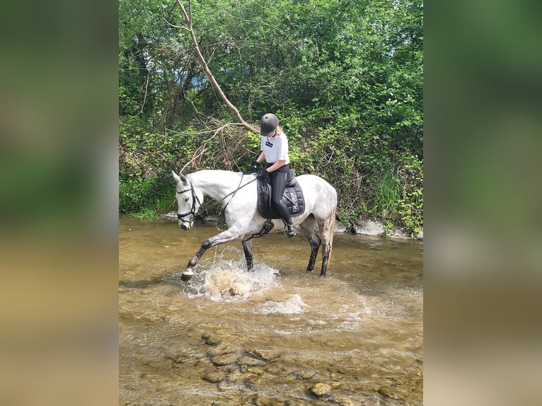 Slowaaks warmbloed Merrie 11 Jaar 162 cm Schimmel in PöllauPöllau