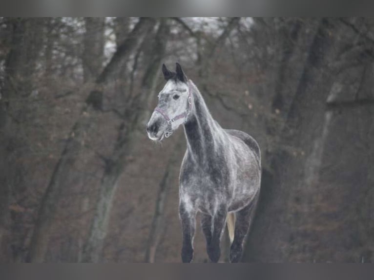 Slowaaks warmbloed Merrie 11 Jaar 162 cm Schimmel in PöllauPöllau