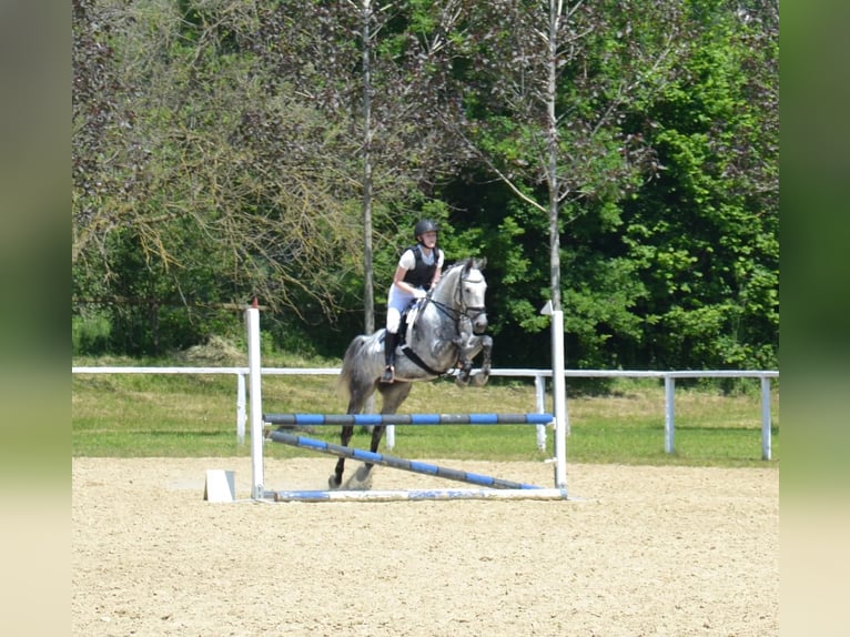 Slowaaks warmbloed Merrie 11 Jaar 162 cm Schimmel in PöllauPöllau