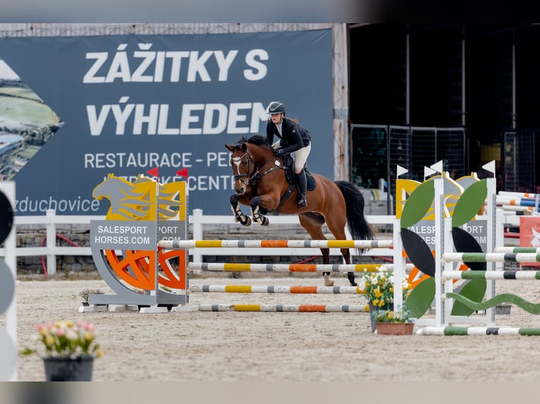 Slowaaks warmbloed Merrie 11 Jaar 165 cm Bruin in Lite&#x148;