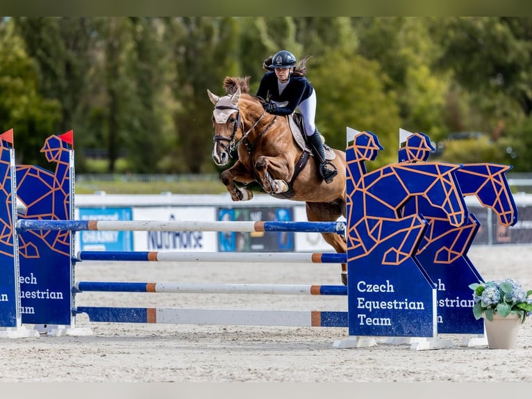 Slowaaks warmbloed Merrie 11 Jaar 169 cm Vos in Prag