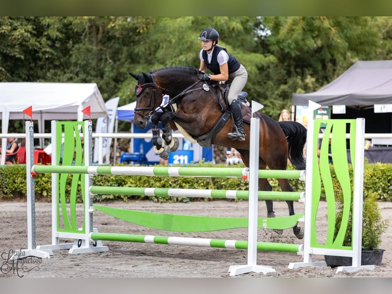 Slowaaks warmbloed Merrie 12 Jaar 167 cm Bruin in Prague
