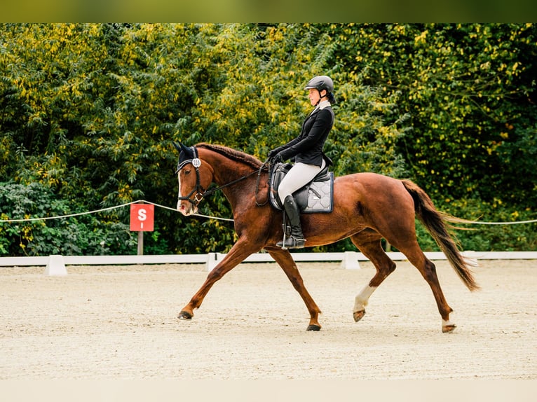 Slowaaks warmbloed Merrie 12 Jaar 169 cm Donkere-vos in Susice