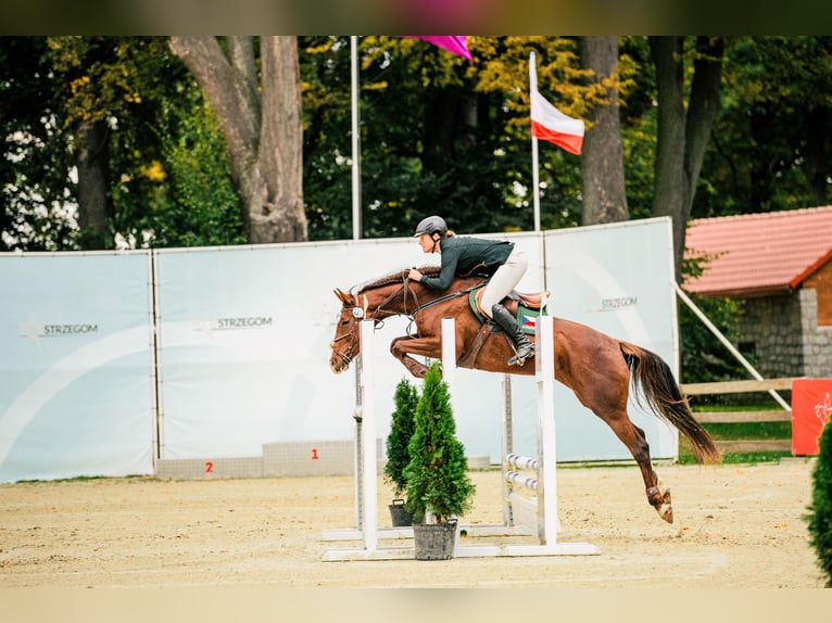 Slowaaks warmbloed Merrie 12 Jaar 169 cm Donkere-vos in Susice