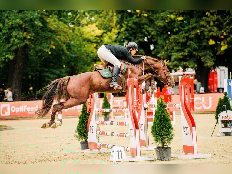 Slowaaks warmbloed Merrie 12 Jaar 169 cm Donkere-vos in Susice