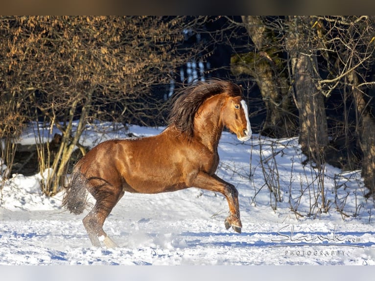 Slowaaks warmbloed Merrie 12 Jaar 169 cm Donkere-vos in Susice