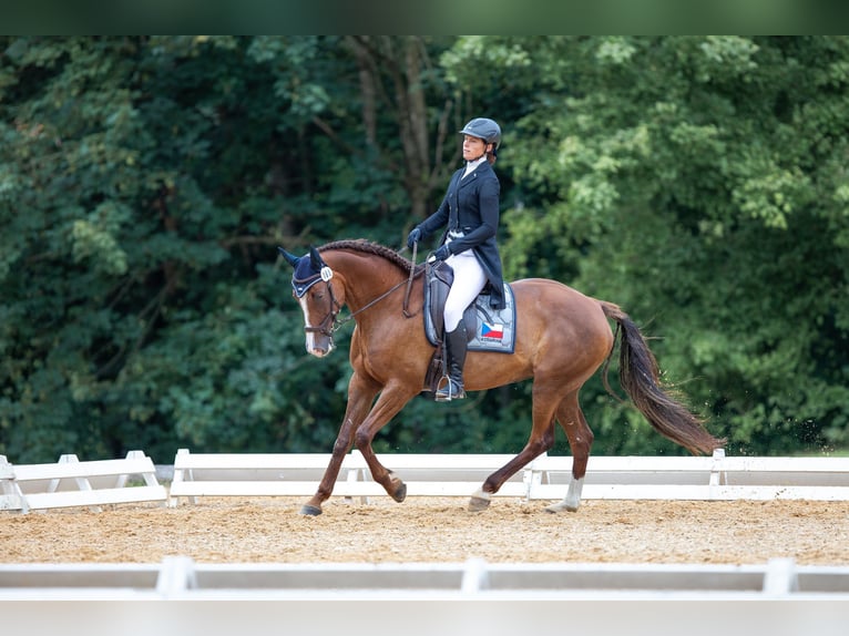 Slowaaks warmbloed Merrie 12 Jaar 169 cm Donkere-vos in Susice