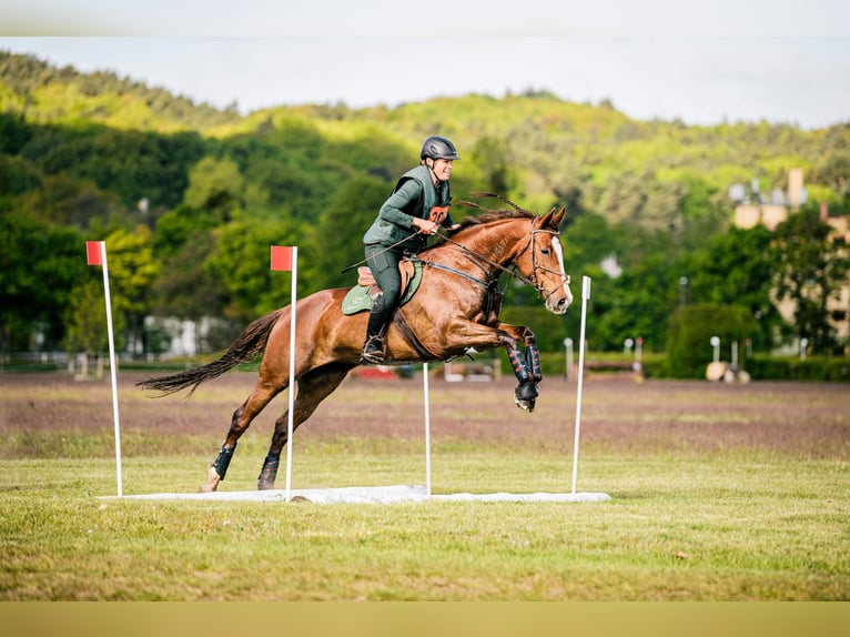 Slowaaks warmbloed Merrie 12 Jaar 169 cm Donkere-vos in Susice