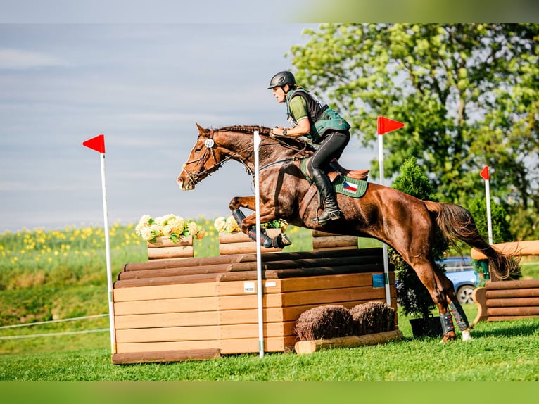 Slowaaks warmbloed Merrie 12 Jaar 169 cm Donkere-vos in Susice