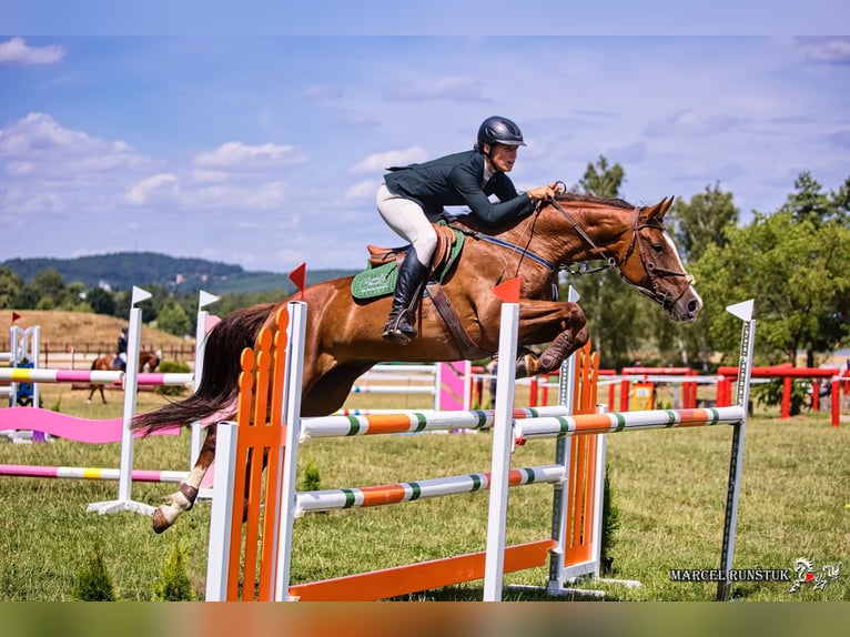Slowaaks warmbloed Merrie 12 Jaar 169 cm Donkere-vos in Susice