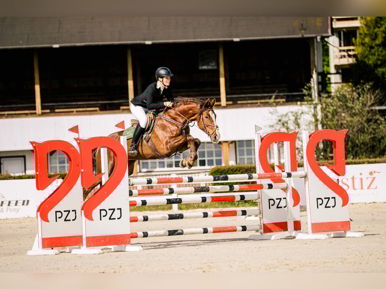 Slowaaks warmbloed Merrie 12 Jaar 169 cm Donkere-vos in Susice