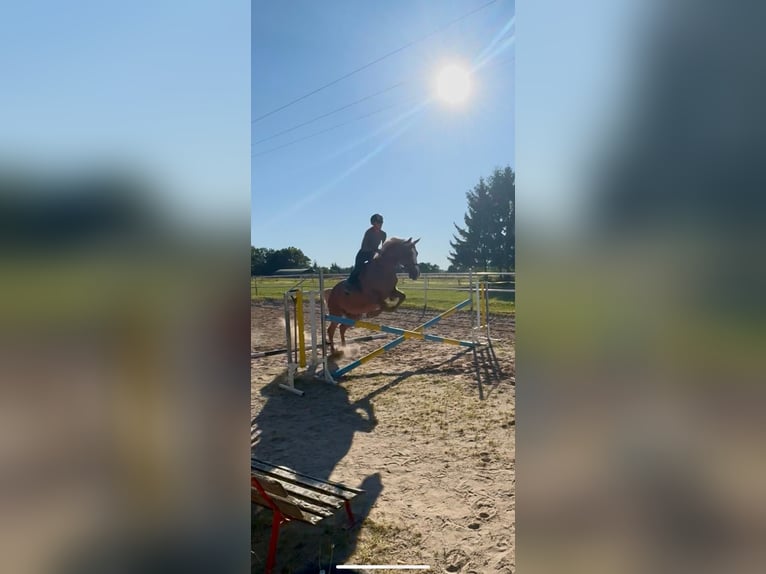 Slowaaks warmbloed Merrie 13 Jaar 175 cm Palomino in Litomysl