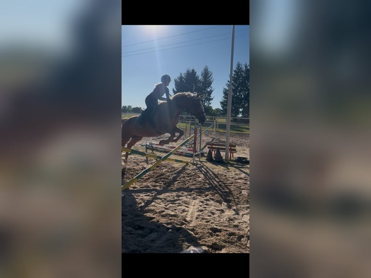 Slowaaks warmbloed Merrie 13 Jaar 175 cm Palomino in Litomysl