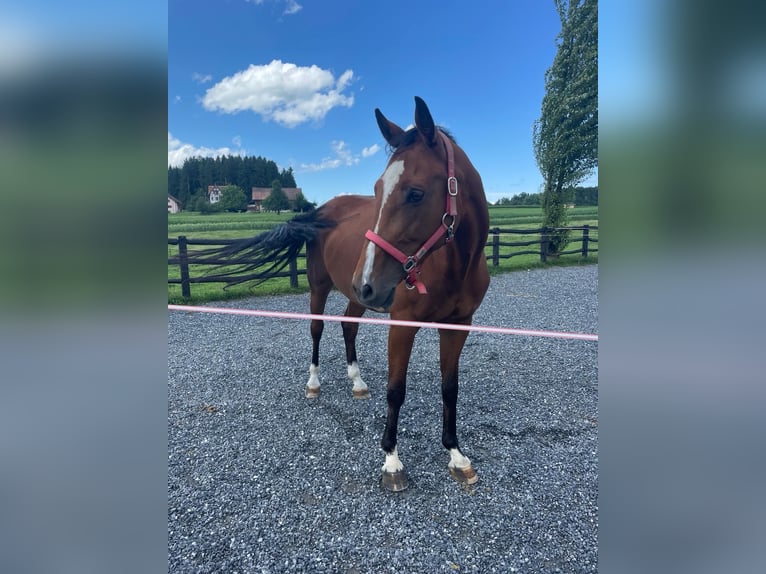 Slowaaks warmbloed Merrie 14 Jaar 165 cm Bruin in Niederbüren