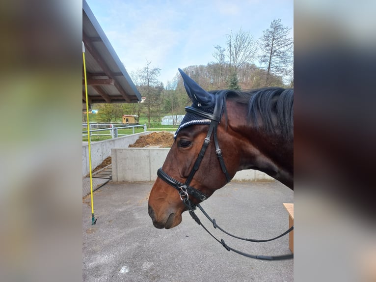 Slowaaks warmbloed Merrie 18 Jaar 164 cm Donkerbruin in Bottenwil