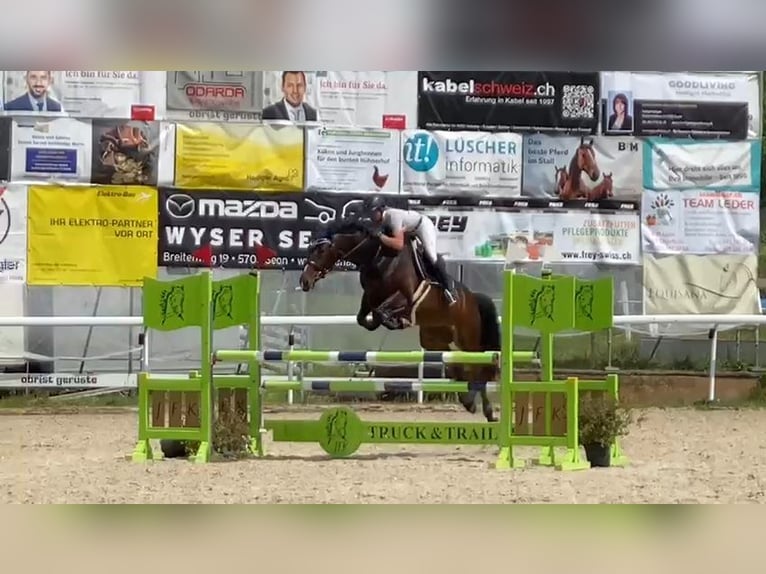 Slowaaks warmbloed Merrie 18 Jaar 164 cm Donkerbruin in Bottenwil