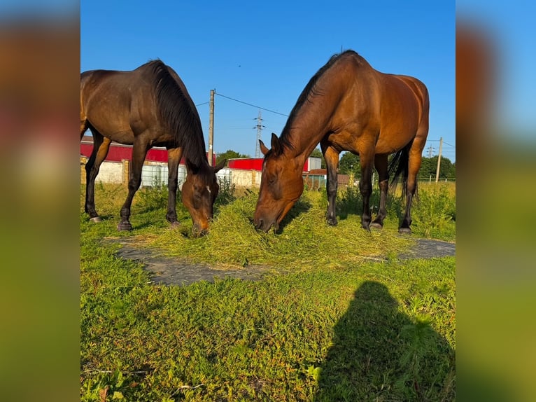 Slowaaks warmbloed Merrie 18 Jaar 167 cm Donkerbruin in Teplice