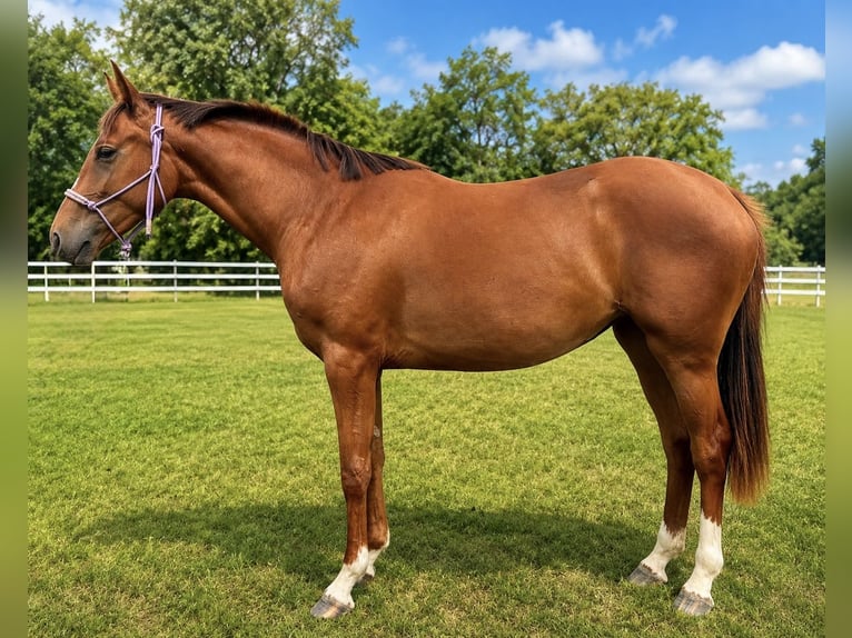 Slowaaks warmbloed Merrie 2 Jaar Red Dun in Uzovská Panica