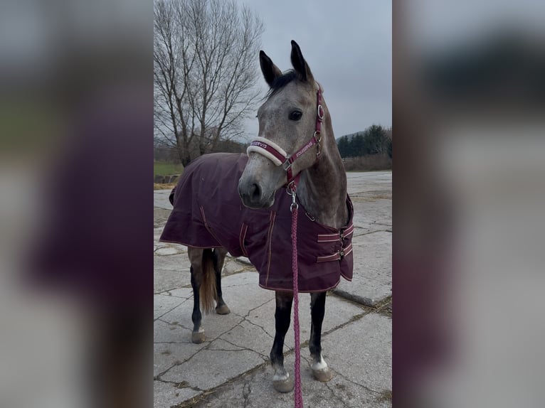 Slowaaks warmbloed Merrie 5 Jaar 166 cm Schimmel in Bratislava