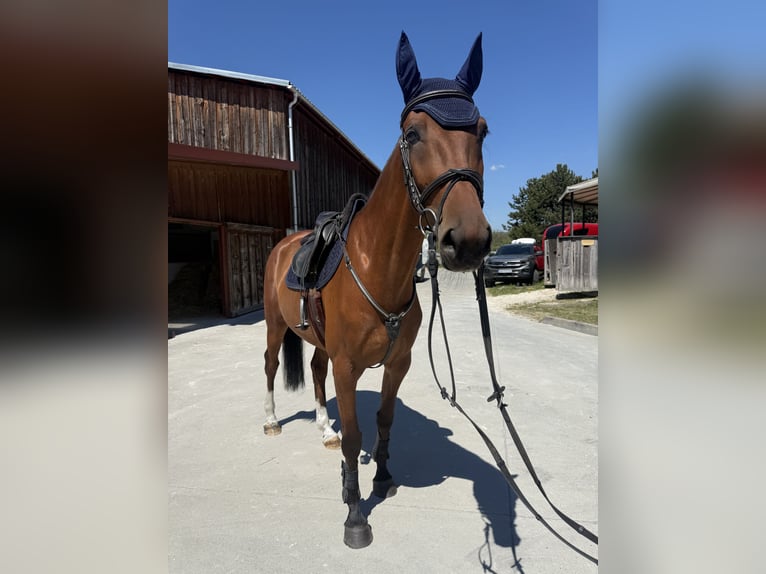 Slowaaks warmbloed Merrie 5 Jaar 168 cm Roodbruin in Bratislava