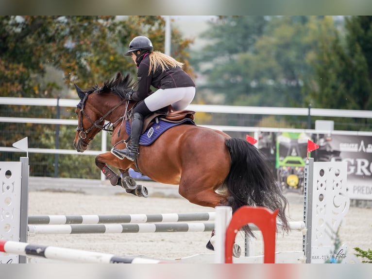Slowaaks warmbloed Merrie 6 Jaar 165 cm Roodbruin in V&#xED;g&#x13E;a&#x161;