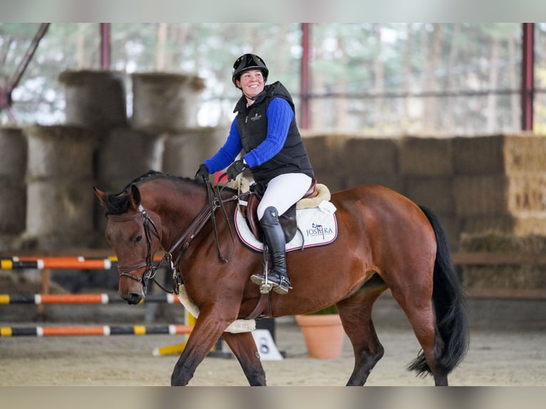 Slowaaks warmbloed Merrie 6 Jaar 166 cm Roodbruin in Presov